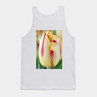 Tulipa  'Helmar'  Tulip  Triumph Group Tank Top